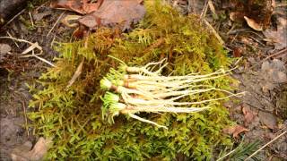 Winter Foraging Wild Carrot How to Cook and Eat with an open Fire [upl. by Newfeld946]