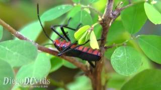 Sphictyrtus chryseis  Giant Mesquite Bugs Hemiptera Percevejo [upl. by Vasiliki]