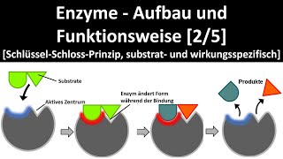 Enzyme  Aufbau und Wirkungsweise SchlüsselSchlossPrinzip Substrat u Wirkungsspezifität 25 [upl. by Osugi787]