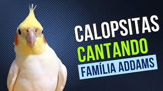 Calopsitas cantando Família Addams  Canto para calopsitas mansa [upl. by Lugo]