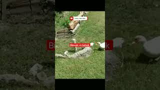 biawak vs bebek Campuradukvideo shorts [upl. by Zantos]