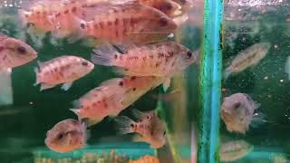 Cichlasoma atromaculatus紅腹雲斑鯛wildfish悠遊魚坊yoyofishroom [upl. by Mini]