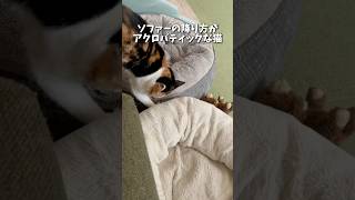 ソファーの降り方がアクロバティックな猫🐈 ハンデキャップはチャームポイント やめろやシリーズ [upl. by Thin]