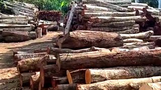 Amazing Discover the Speed Accuracy and Efficiency of the Ancient Bush Sawmill Machine in Action [upl. by Ogilvie586]