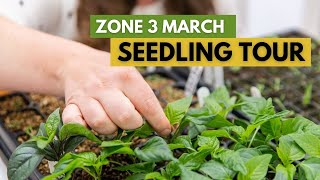 Zone 3 March Garden amp Seedling Tour [upl. by Akira]