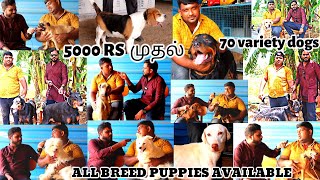 Biggest Dog Kennel In Tamil  Puppies For Sale  All Breeds Available Attur  Its all about [upl. by Lipcombe]