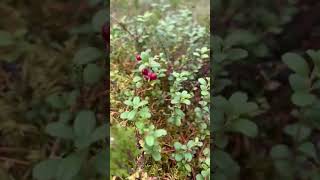 Berry picking in finland [upl. by Selle501]