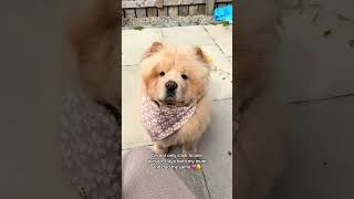 ✨Chow chows are so misunderstood 🥹 I wish everyone saw this side of them 🧸💗 chowchowpuppy love [upl. by Fleisig]