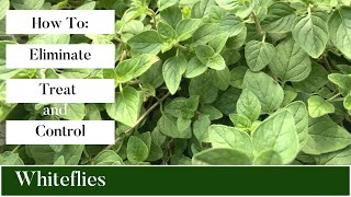 How To Eliminate Treat and Control Whiteflies on Your PlantsWhitefly Control [upl. by Alguire690]