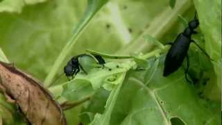 Blister Beetles [upl. by Kobi386]