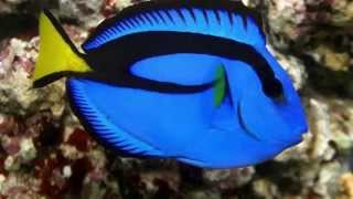 Paracanthurus hepatus [upl. by Carolus]