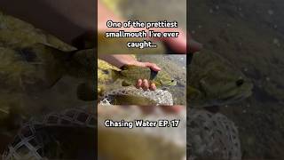 Beautiful smallmouth bass on the fly [upl. by Hadihsar]