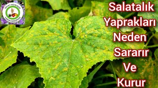 Salatalık Yaprakları Neden Sararır ve Kurur🥒Salatalığa Acilen Bu İlacı Uygula Ve Salatalığı Kurtar [upl. by Loseff]