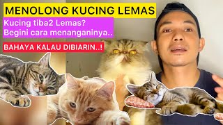 KUCING LEMAS  BEGINI CARA MENANGANI KUCING LEMAS  Pertolongan untuk kucing lemas [upl. by Aiclid776]