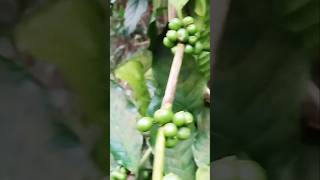 Kurumulaku coffee Kuru krishigardening short videosubscribe [upl. by Euqitsym873]