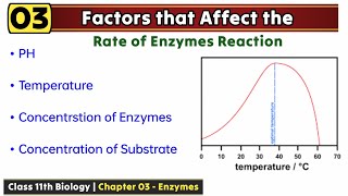 Factors affecting enzymes activity class 11 [upl. by Dianthe]