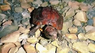 keeled box turtle [upl. by Imelda]