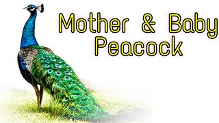 Baby peacocks  Peachicks and mother peahen peacock sound InduThoughts [upl. by Rozanna]