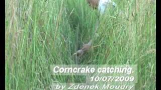 Corncrake for web [upl. by Cired]