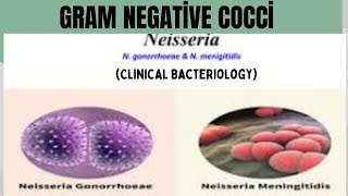 Gram negative Cocci  All about Neisseria Menengitis Disease  Pathogenesis Etiology Treatment [upl. by Alael]