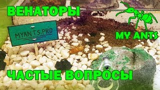 Harpegnathos venator Венаторы частые вопросы содержание формикарий [upl. by Lai]