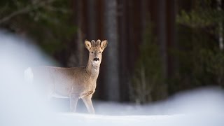 A trip to Sweden for wildlife Full HD [upl. by Kiker]