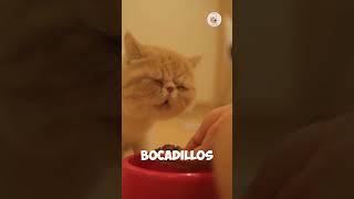 ¿Tu gato está demasiado mimado 🐱 Aquí tienes 5 señales clave gatos datos amor [upl. by Imiaj]