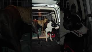 Now that its dark by 5 we have head torch walkies after work dogs cute lurcher bordercollie [upl. by Tullusus]