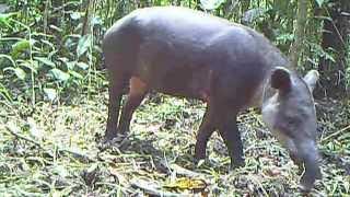 Bairds Tapirs in Nicaragua [upl. by Akitnahs]