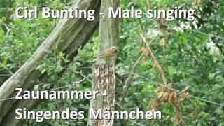 Zaunammer mit Gesang  Cirl Bunting singing Emberiza cirlus [upl. by Harberd]