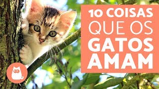 10 coisas que os gatos AMAM [upl. by Kenweigh764]