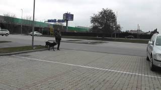 Clickertraining HundHundAggression quotRed ZonequotHund [upl. by Lienaj498]