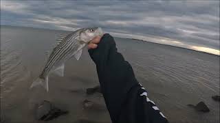 Striped Bass Fishing at The Guzzle October 14 2024 [upl. by Zizaludba]