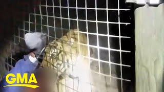 New body camera footage of tiger bite aftermath l GMA [upl. by Dincolo]