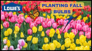 💐LOWES  FALL BULBS  TULIPS BEARDED IRIS HYACINTH DAFFODIL CROCUS PUSCHKINIA ALLIUM [upl. by Joel]