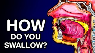 SWALLOWING OR DEGLUTITION  ANATOMY AND PHYSIOLOGY [upl. by Garvy]