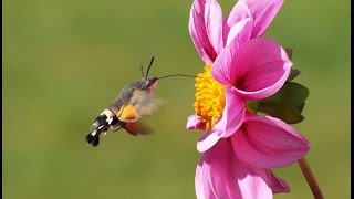 Insekt das wie ein Kolibri fliegt in Deutschland Taubenschwanz Kolibrifalter Hummingbird [upl. by Lazar]