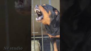 Big Rottweiler barking at people rottweiler angrypuppy dogsound angrydog angrypets barking [upl. by Karlik883]