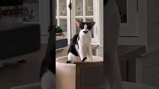 Oriental Shorthair cats unique meow [upl. by Ransome]