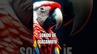 SONIDO DE GUACAMAYA EFECTO REAL [upl. by Farrel974]