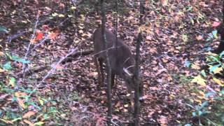 Whitetail Buck Grunting [upl. by O'Neil]