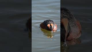 Horned Grebes Podiceps auritus fighting over territory birds birding animal wildlife nature [upl. by Tegdig]