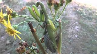 Accouplement de Mantes religieuses Mantis religiosa par André Lequet wwwinsectesnetfr [upl. by Lyrret]