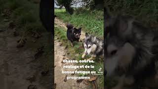 Le gang chien finnishlapphund balade husky pets copain dog doglover doglife rejoigneznous [upl. by Odlavso404]