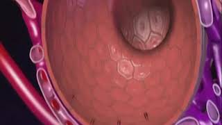 Fisiología Respiratoria funcion de los alveolos [upl. by Arvid]