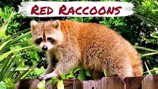 Red Raccoons [upl. by Luapnaes]