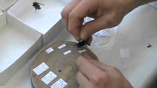 Labeling Insects [upl. by Erbes136]