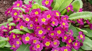 Primroses and Polyanthus are BeautifulEasy to grow and return year after year with minimal effort [upl. by Bazar125]