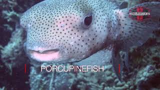 Scuba Diving The Reefs of Puerto Morelos [upl. by Harle280]