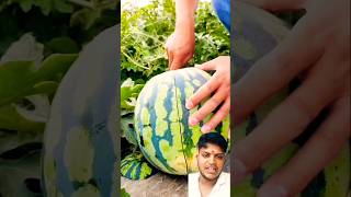 India mein Kaise tarbuj rahte hain 🍉🍉🍉🍉shortvideo youtube trending viralvideo [upl. by Siva]